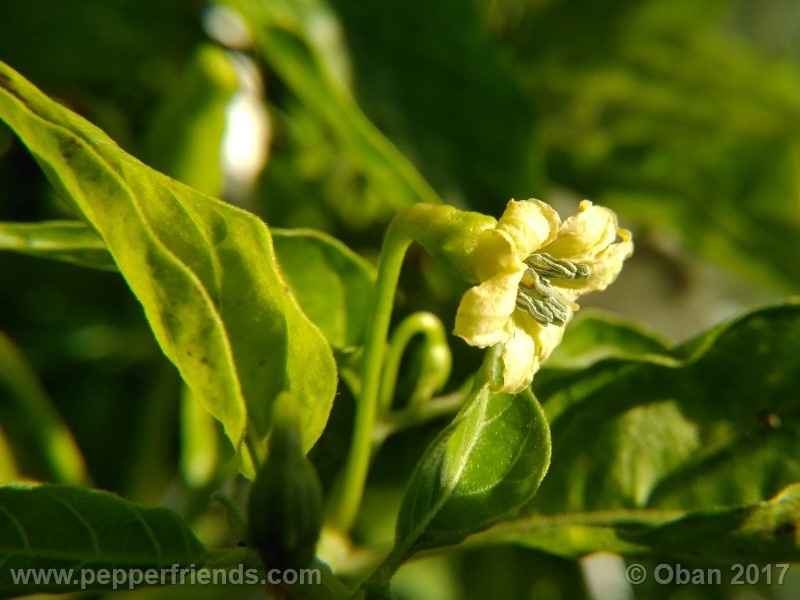 comoyagua_001_fiore_07.jpg