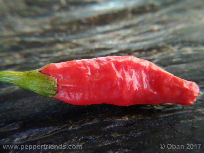 comoyagua_001_frutto_06.jpg
