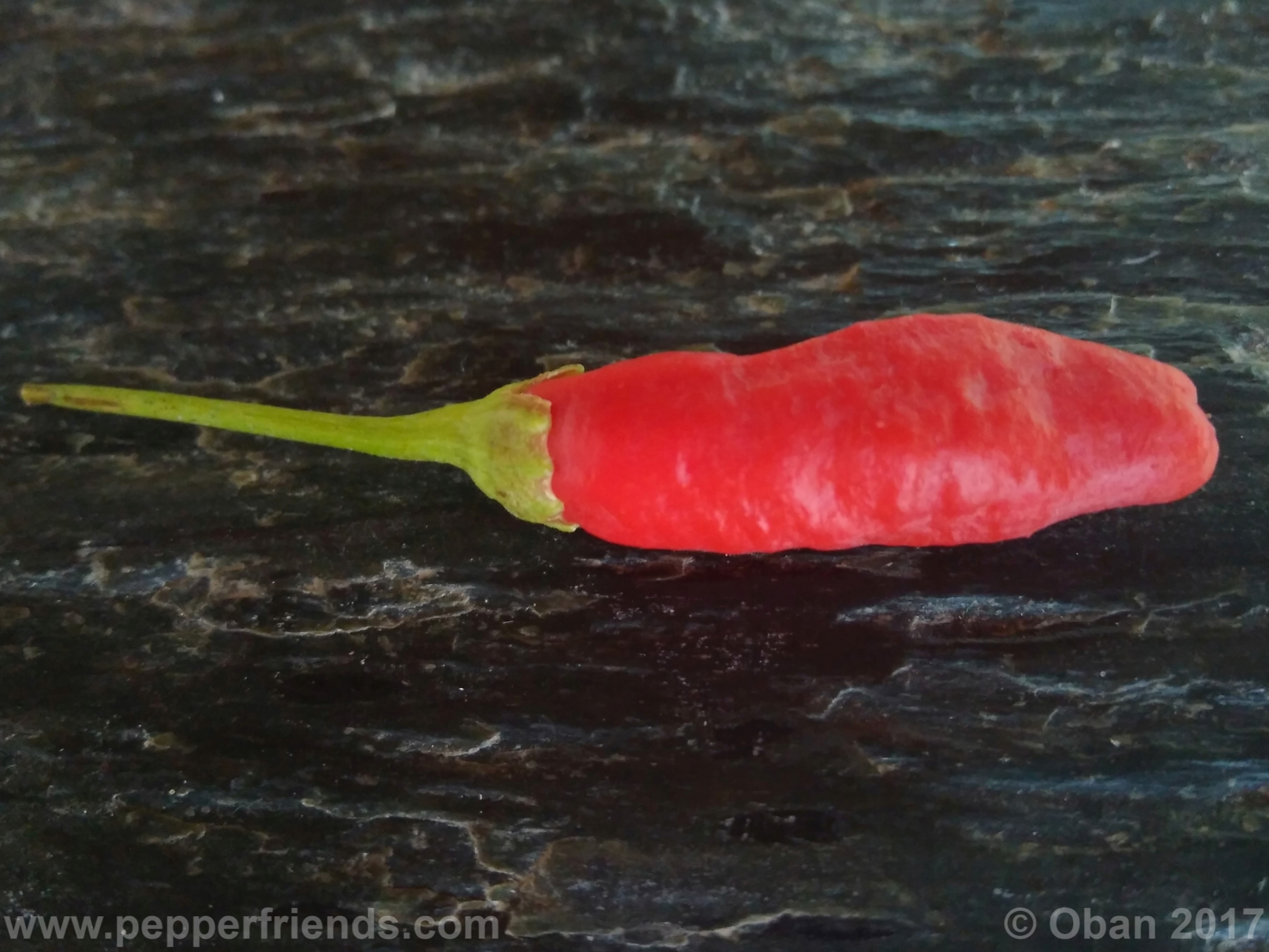 comoyagua_001_frutto_07.jpg