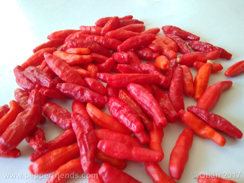comoyagua_001_frutto_08.jpg