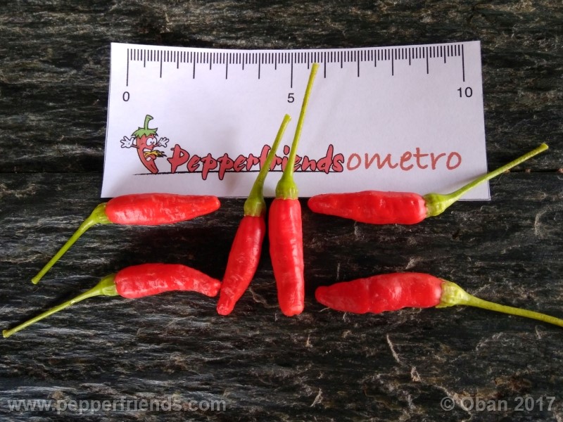 comoyagua_001_frutto_10.jpg