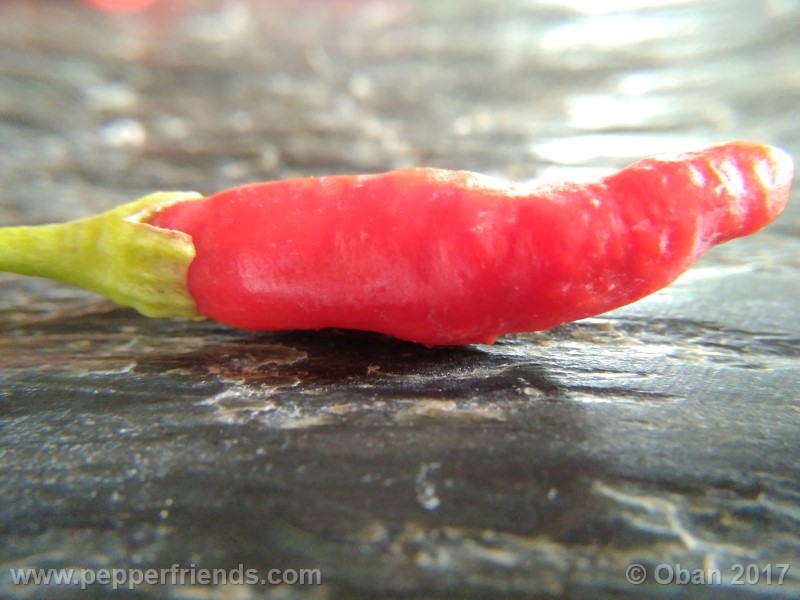 comoyagua_001_frutto_11.jpg