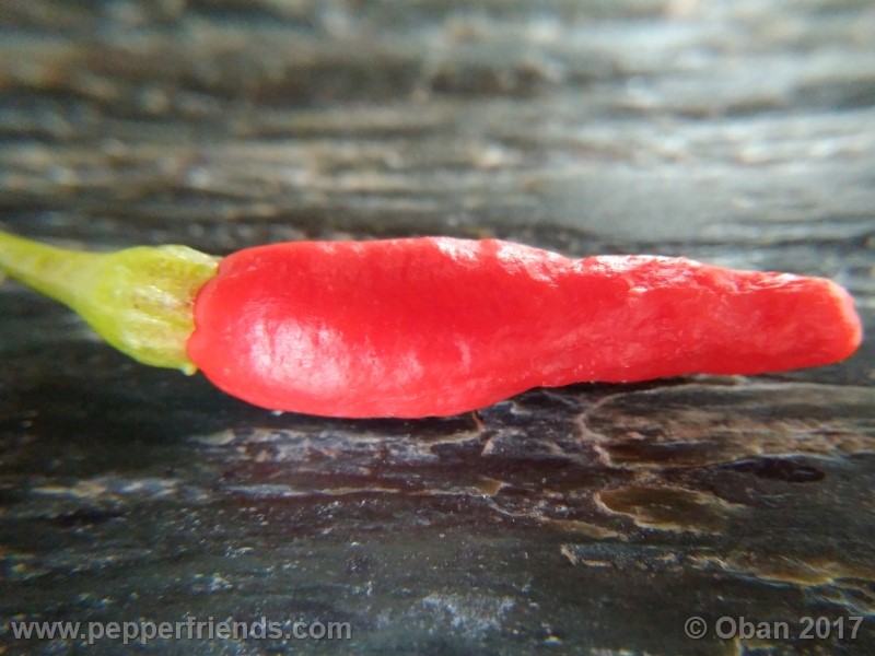comoyagua_001_frutto_12.jpg
