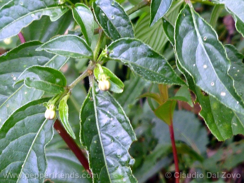 cornutum_002_bocciolo_02.jpg