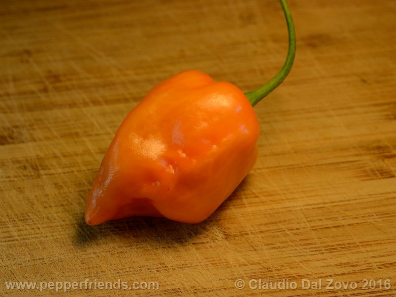 craig-dh-habanero_001_frutto_06.jpg