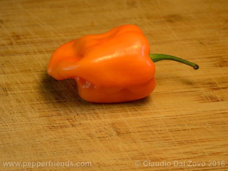 craig-dh-habanero_001_frutto_07.jpg