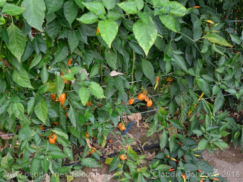 craig-dh-habanero_001_pianta_02.jpg