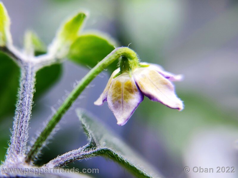 cumari-alongado-amarillo_001_06.jpg