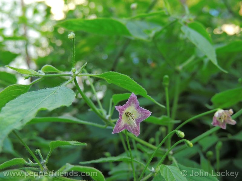 cumari-verdadeira_001_fiore_03.jpg