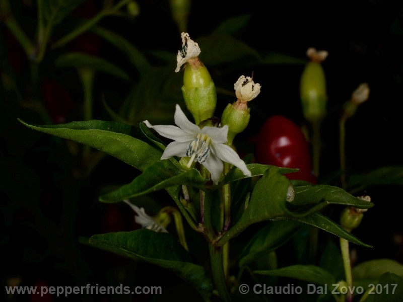 duemila_001_fiore_04.jpg