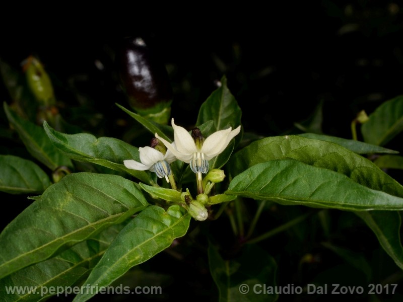 duemila_001_fiore_05.jpg