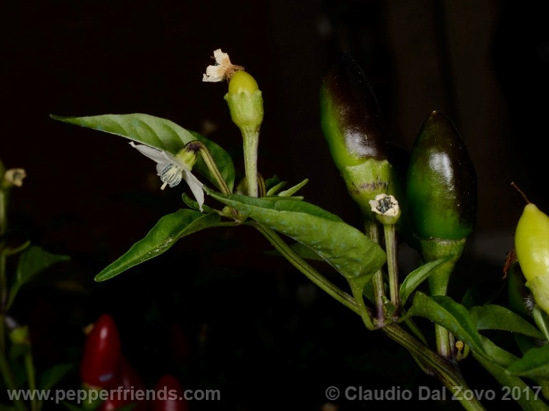 duemila_001_fiore_10.jpg