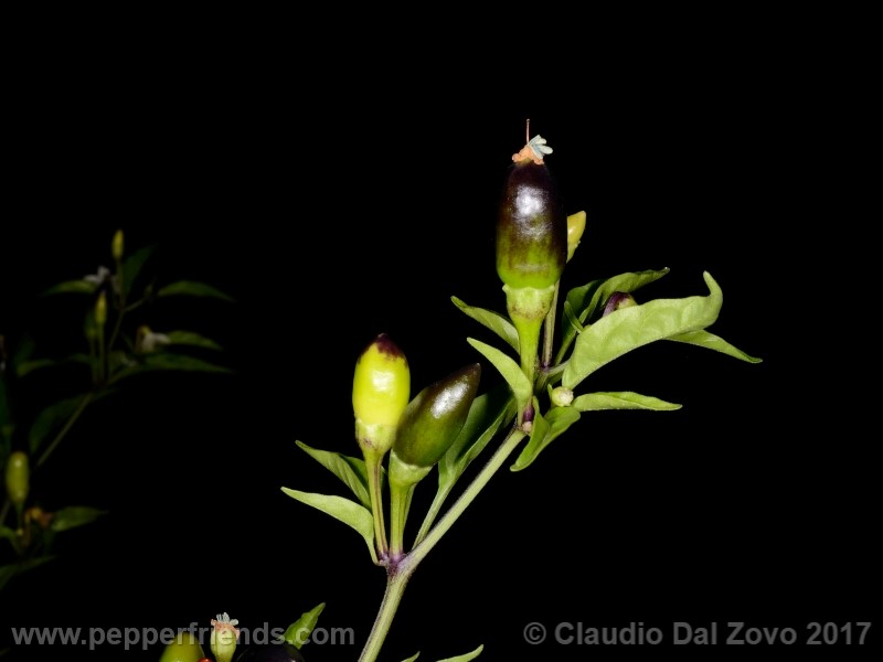 duemila_001_frutto_01.jpg