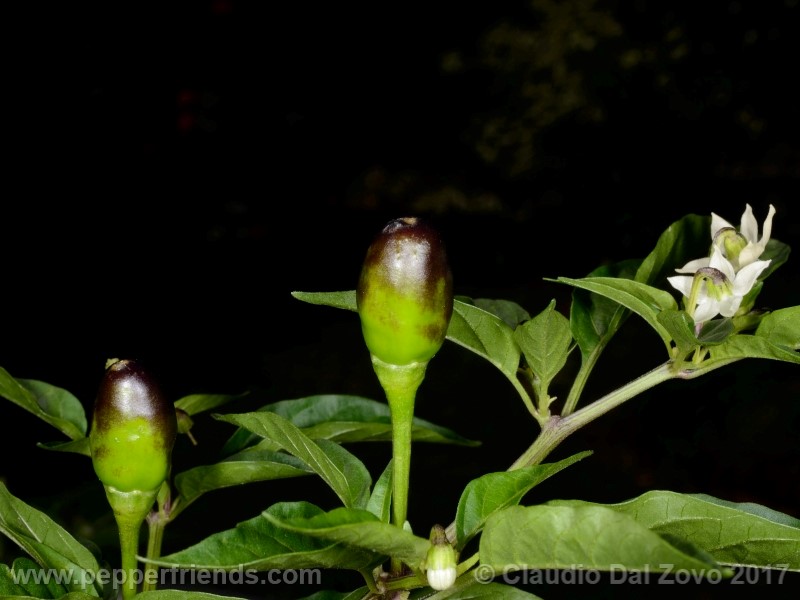 duemila_001_frutto_02.jpg