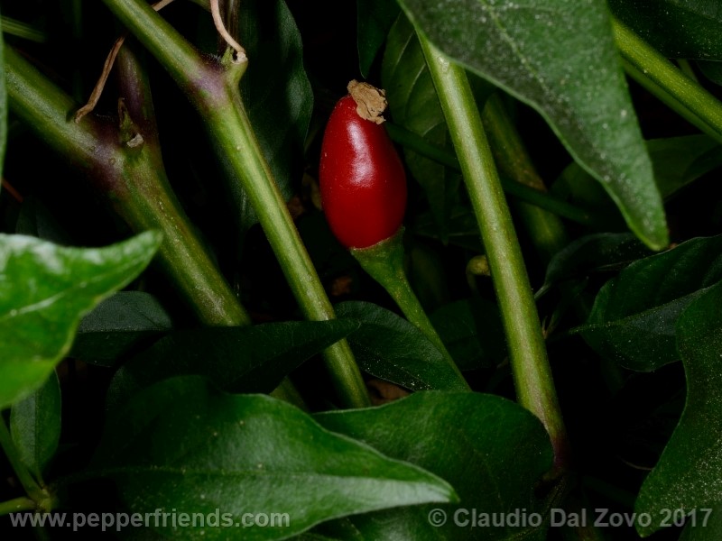 duemila_001_frutto_05.jpg