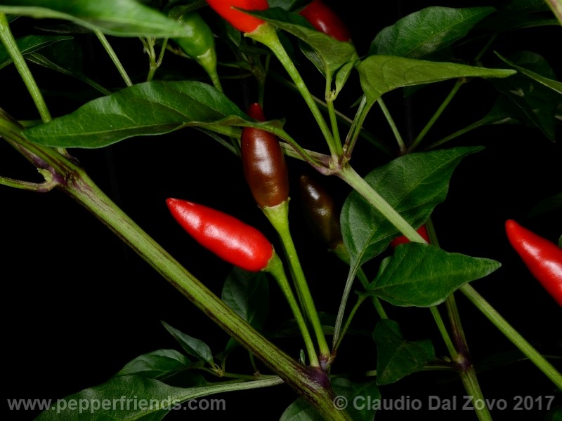 duemila_001_frutto_06.jpg