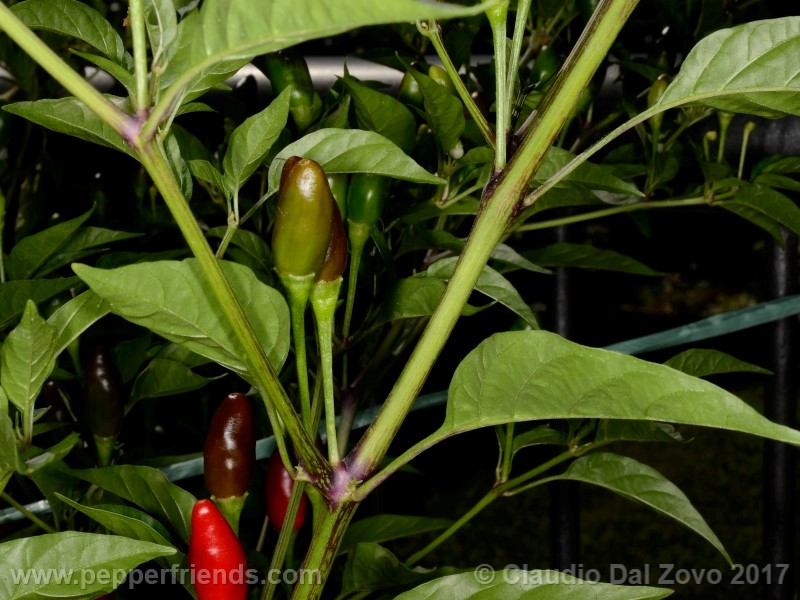 duemila_001_pianta_04.jpg