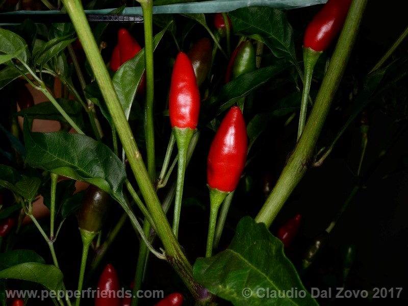 duemila_001_pianta_05.jpg
