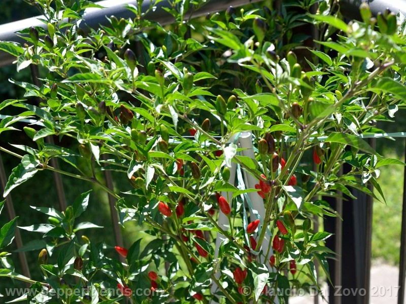duemila_001_pianta_06.jpg