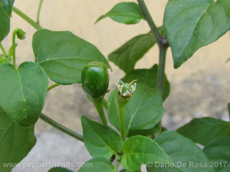 dwarf-chiltepin_001_frutto_03.jpg