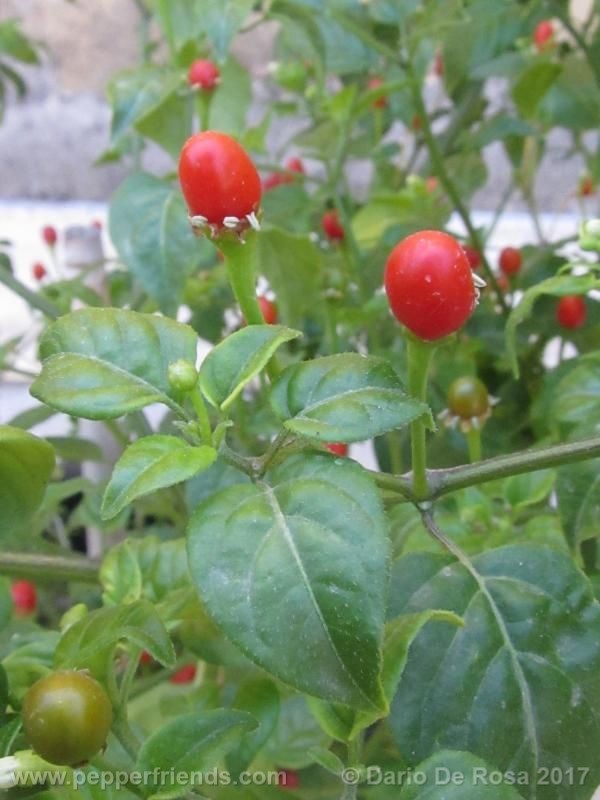 dwarf-chiltepin_001_frutto_05.jpg