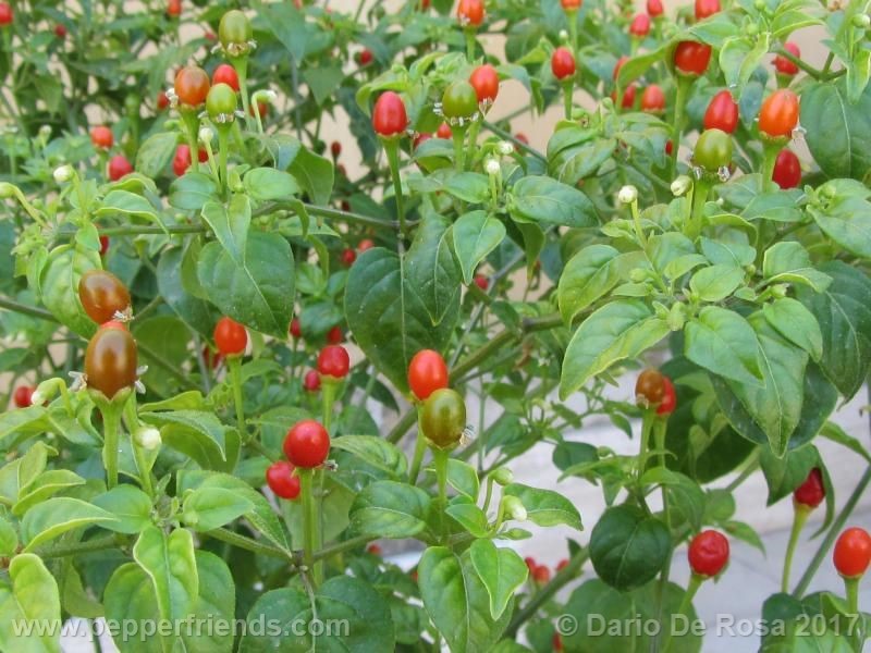 dwarf-chiltepin_001_frutto_07.jpg