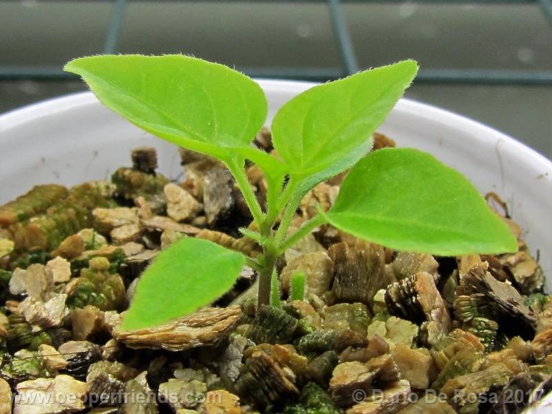 dwarf-chiltepin_001_pianta_02.jpg