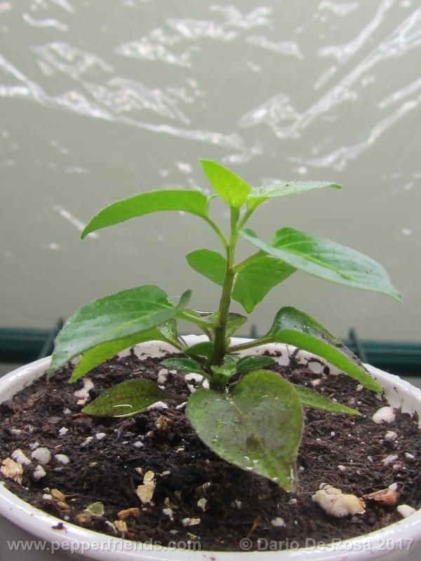 dwarf-chiltepin_001_pianta_03.jpg