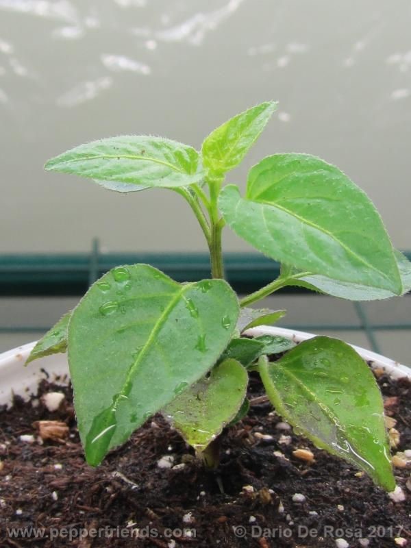 dwarf-chiltepin_001_pianta_04.jpg