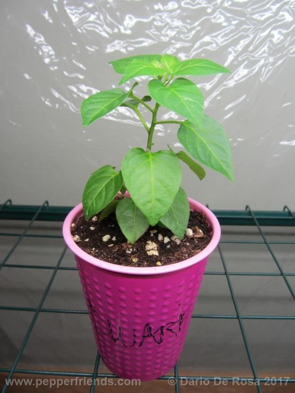 dwarf-chiltepin_001_pianta_05.jpg