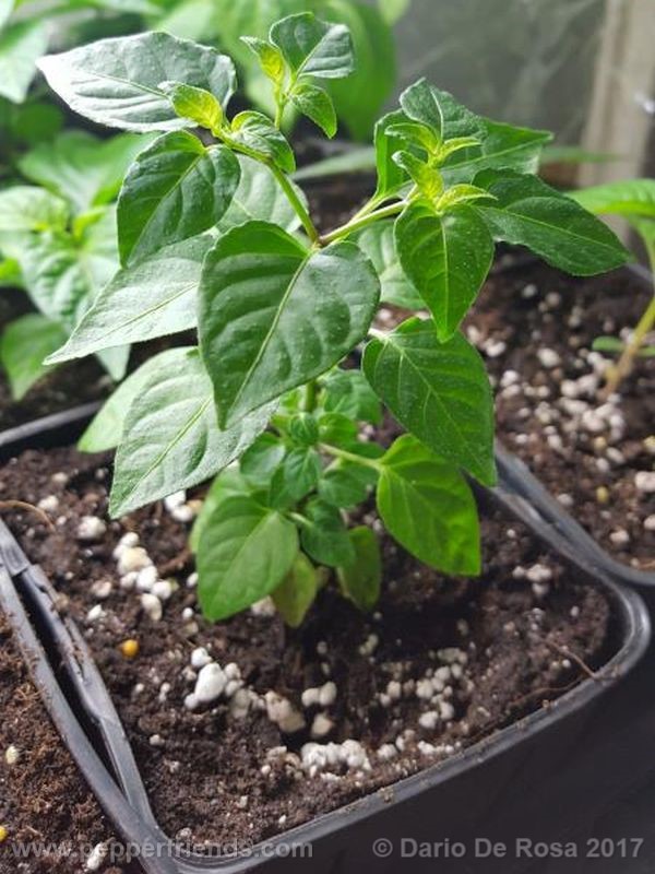 dwarf-chiltepin_001_pianta_06.jpg