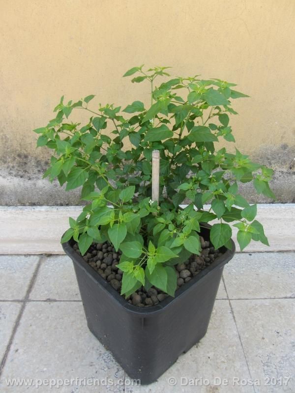 dwarf-chiltepin_001_pianta_09.jpg