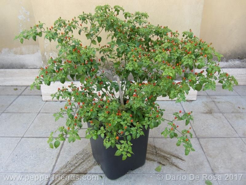 dwarf-chiltepin_001_pianta_11.jpg