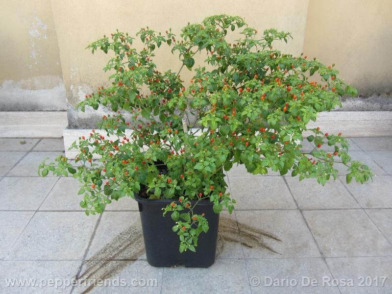 dwarf-chiltepin_001_pianta_12.jpg