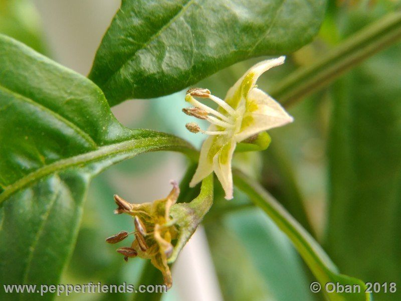 eximium_white_flower_002_fiore_03.jpg