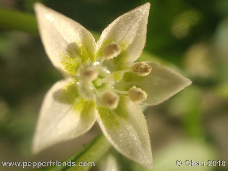 eximium_white_flower_002_fiore_04.jpg