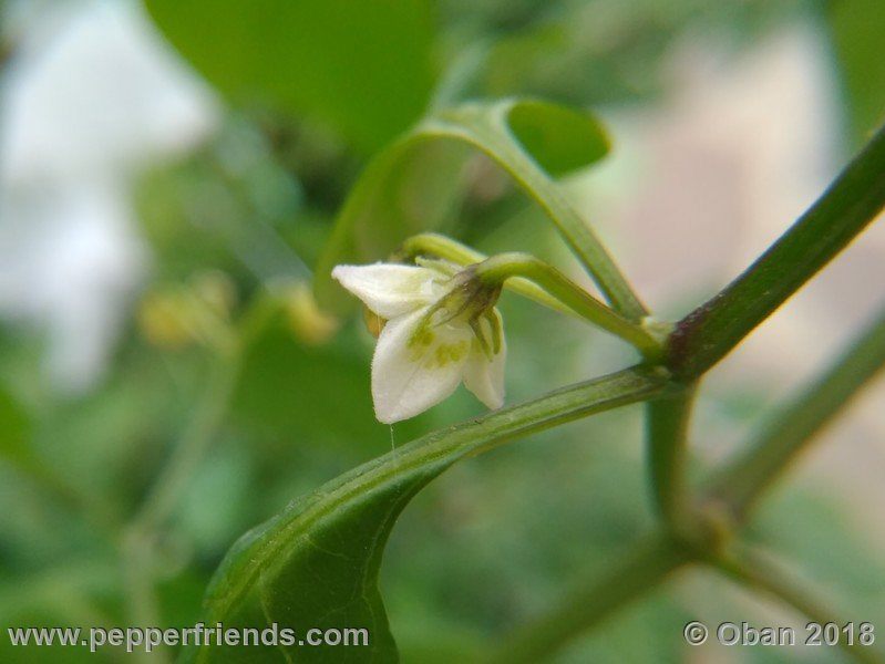 eximium_white_flower_002_fiore_05.jpg
