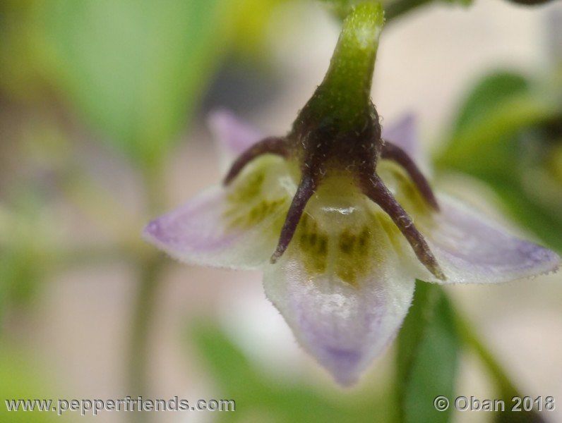 eximium_white_flower_002_fiore_10.jpg
