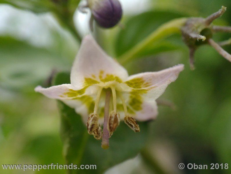 eximium_white_flower_002_fiore_13.jpg