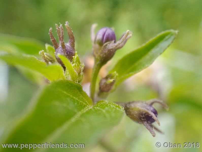 eximium_white_flower_002_fiore_14.jpg