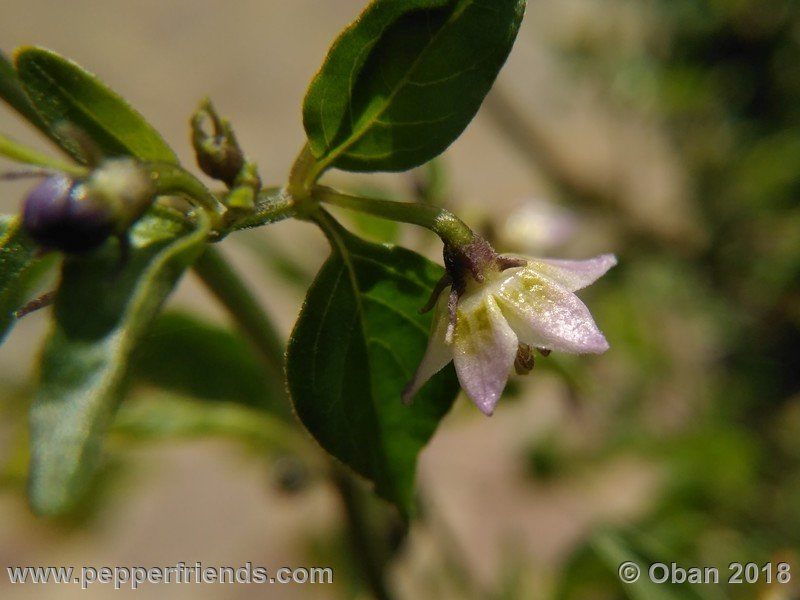 eximium_white_flower_002_fiore_15.jpg