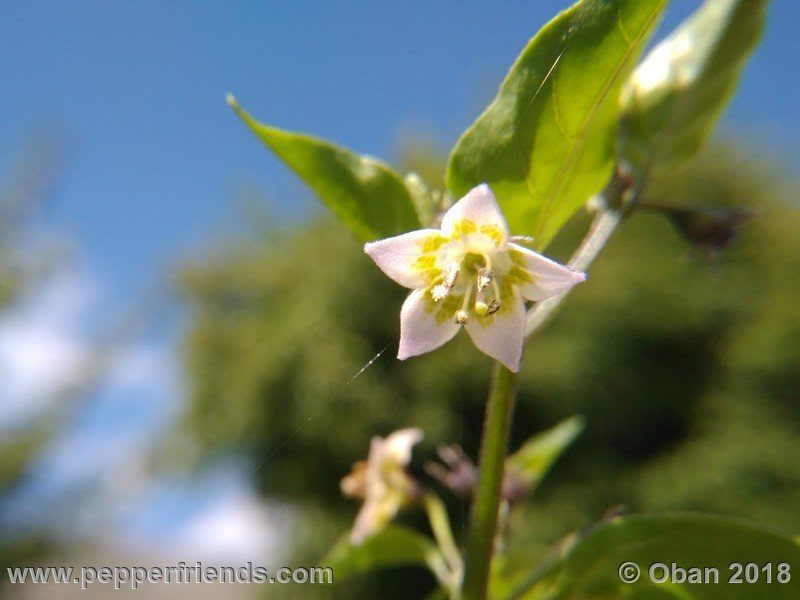 eximium_white_flower_002_fiore_17.jpg