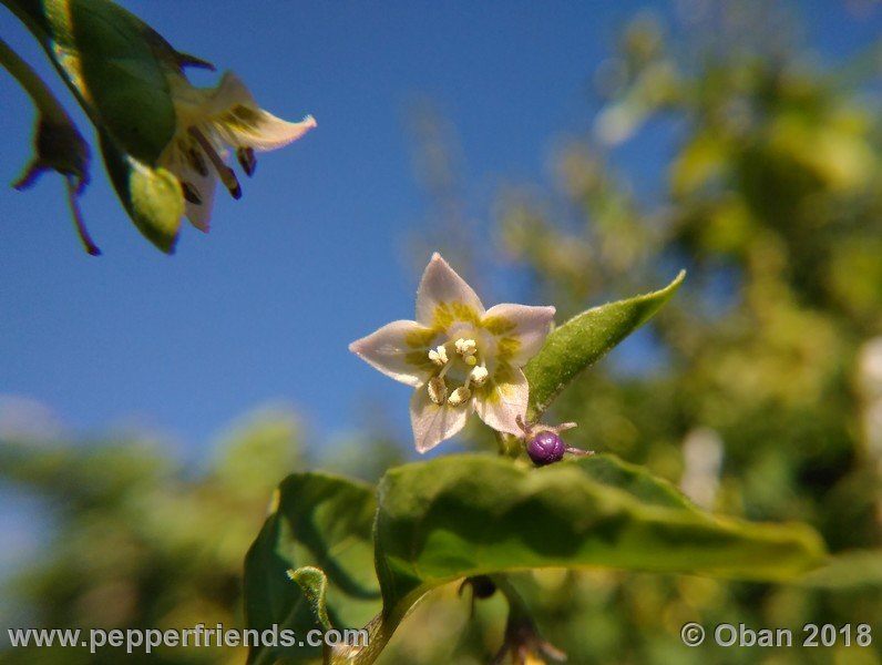 eximium_white_flower_002_fiore_18.jpg