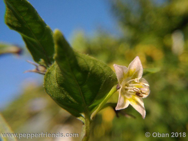 eximium_white_flower_002_fiore_22.jpg