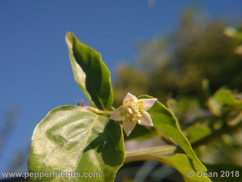 eximium_white_flower_002_fiore_24.jpg