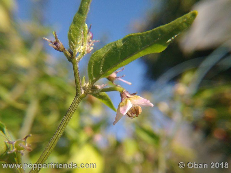 eximium_white_flower_002_fiore_25.jpg