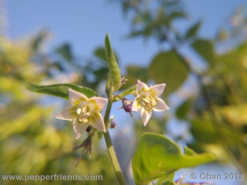 eximium_white_flower_002_fiore_26.jpg