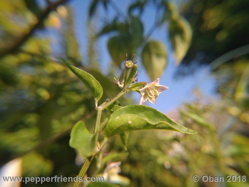 eximium_white_flower_002_fiore_27.jpg