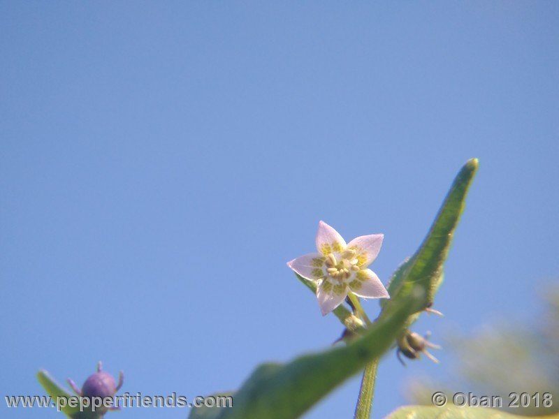 eximium_white_flower_002_fiore_29.jpg
