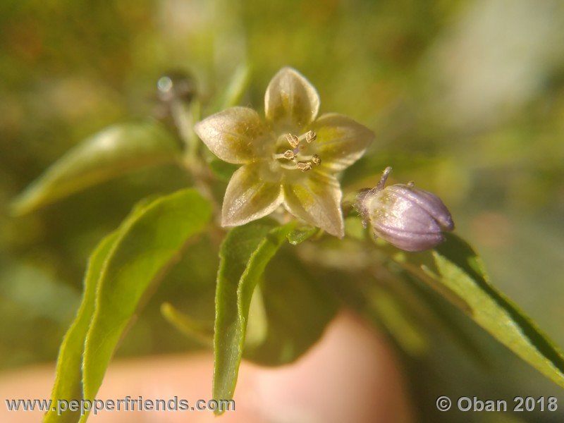 eximium_white_flower_002_fiore_31.jpg